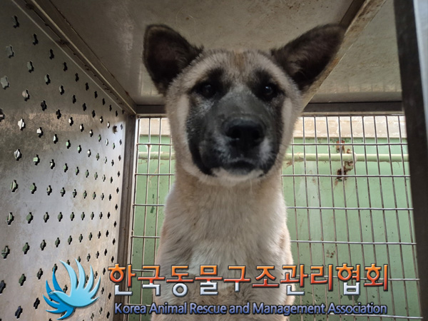 한국동물구조관리협회_441409202500119